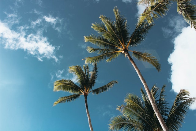 clouds-coconut-trees-daytime-1168764.jpg